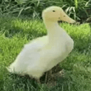 LOUIE