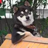 Cooldog