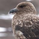 H5N1