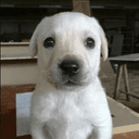 Bruno