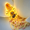 RICHBEE