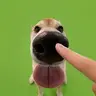 boop