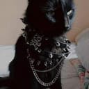 catshit