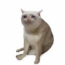 CASHCAT
