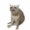 CASHCAT