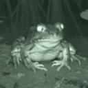 FRONG