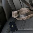 catwifbelt