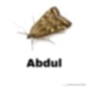 moth