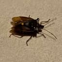 $BUG