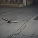 SpeedyDuck