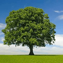 treecoin