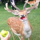 DeerApple