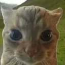 peacecat