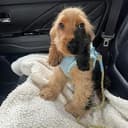 RALPHIE