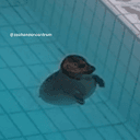 COCOA