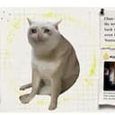 CASHCAT
