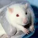 rat1