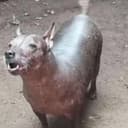 猪狗