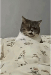 飞机猫