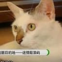 张三疯