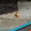 APE