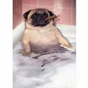 pug coin