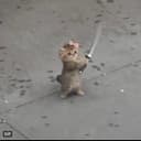 Knifecat