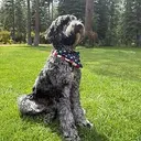 BENNY