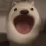 popdog