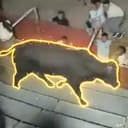 Bull