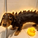 DINODOG