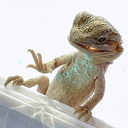 BRAGON