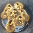 Ducklings