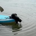 motorcat