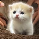 小橘猫