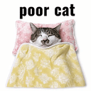 POORCAT