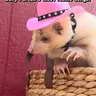 Jolene