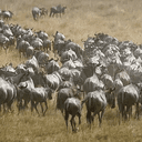 Herd