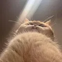 Totoro