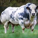 BLUEBULL