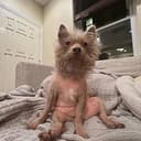 Ycukdog