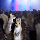 NUTTY