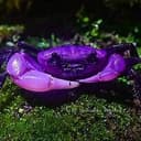 CRAB