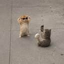 CATGPT