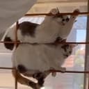 Cat007