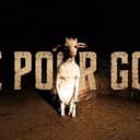 POOR GOAT