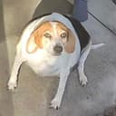 DOGXXL