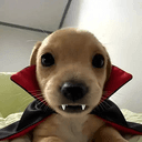 vampy™