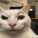 TOXCAT