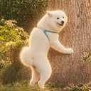 Samoyed